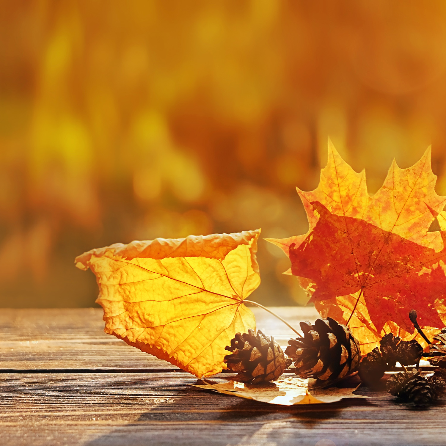 autumn leaves in sunshine. beautiful autumn composition. maple l